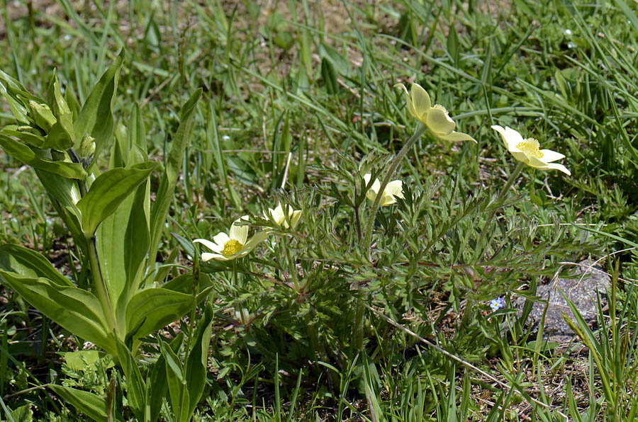 Pulsatilla alpina subsp. apifolia